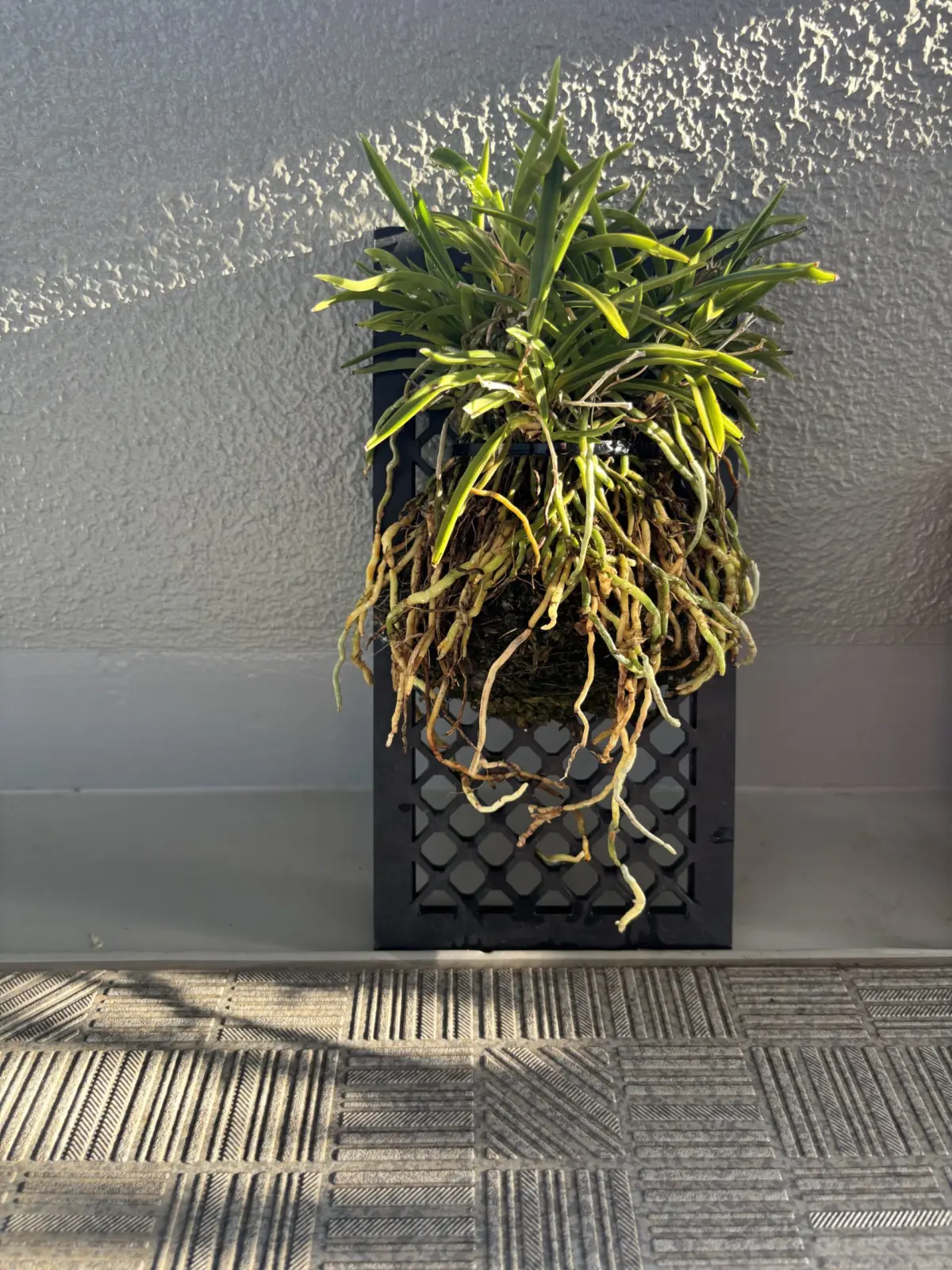 バンダ　ファルカタ　フウラン