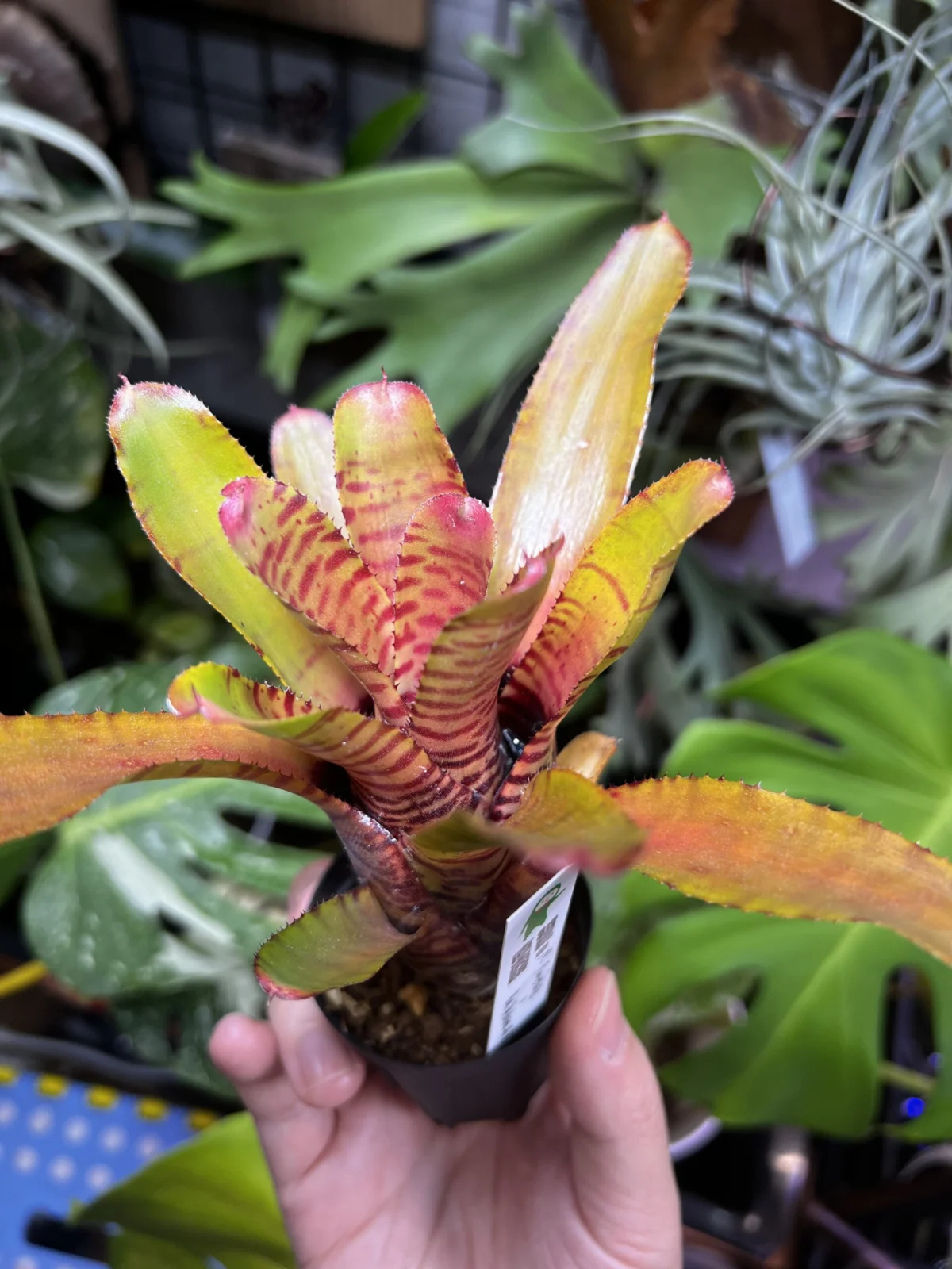 ネオレゲリア プンクターテ×バイラドラ #2