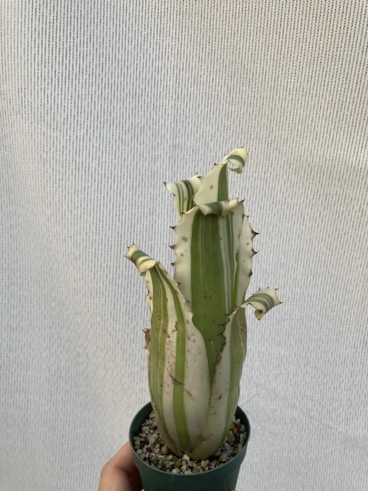 ホヘンベルギア カーラ