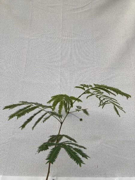 エバーフレッシュ ①