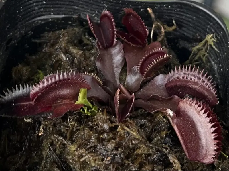 食虫植物　ハエトリグサ　ディオネア　マスシプラ　レッドピラニア　ハエトリソウ