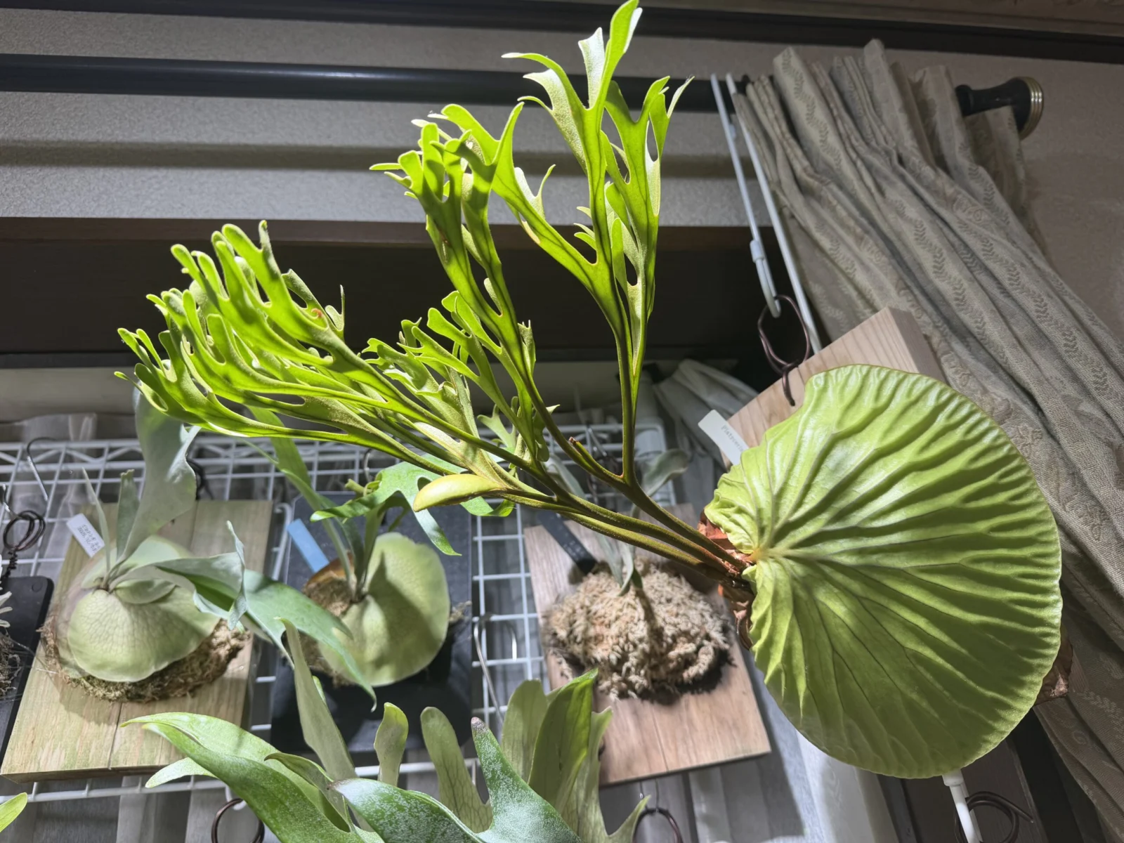 ビカクシダ　リドレイ