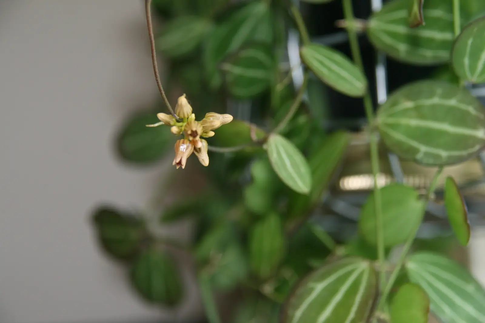 ディスキディア オバタ