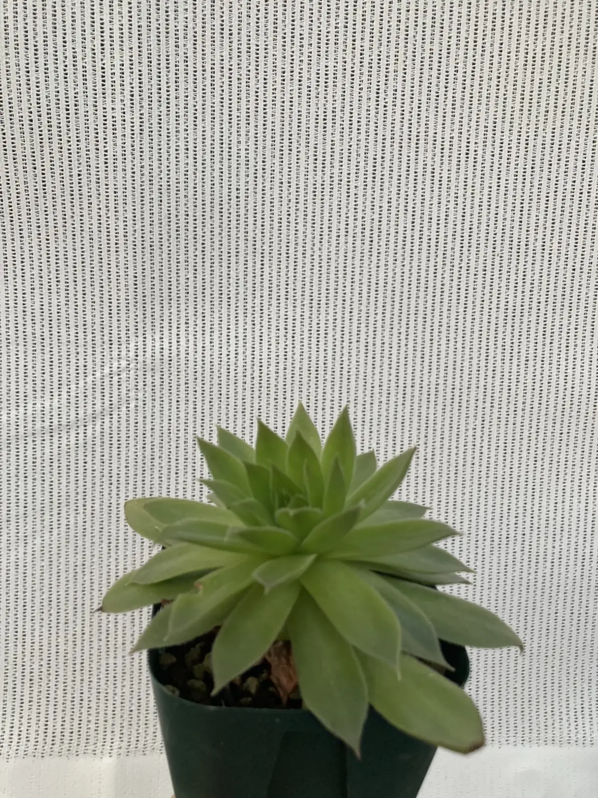 センペルビウム バーンスタイン 多肉植物