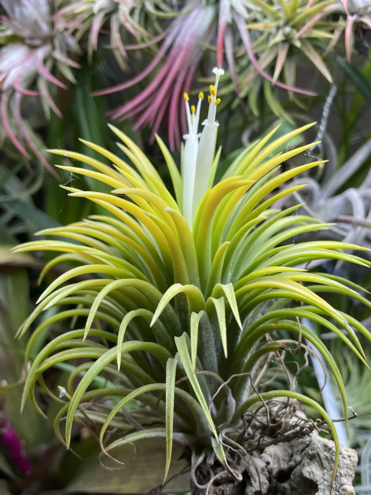 ティランジア イオナンタ スモウサイズホワイト