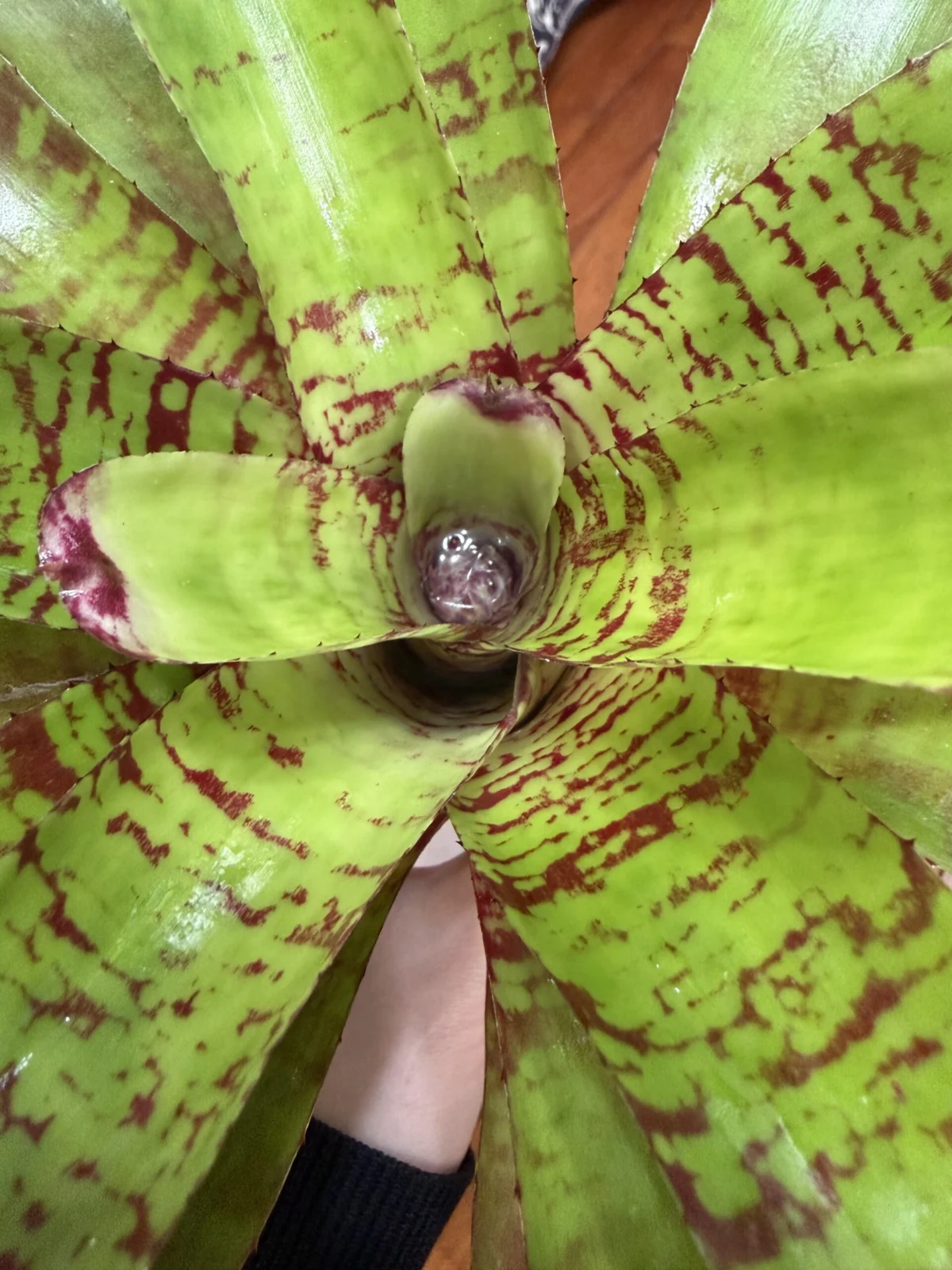 ネオレゲリア フィッシュネット