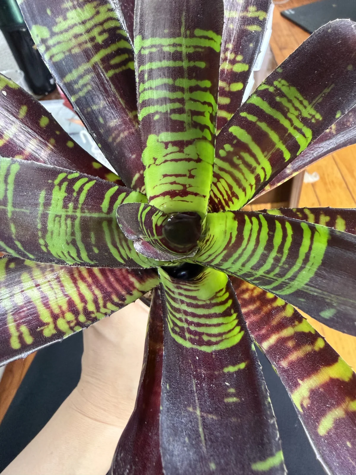 ネオレゲリア フラッシュポイント