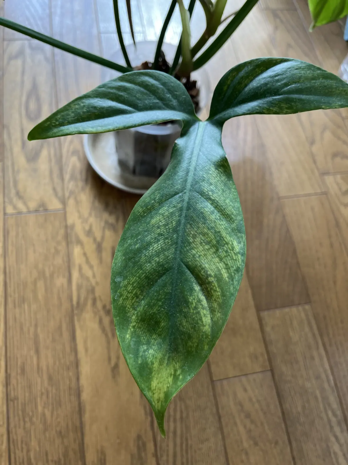 フィロデンドロン　トリッパーティタム　ジャックシュート