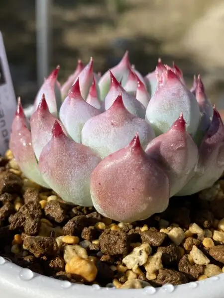 多肉植物 エケベリア 下山コロラータ