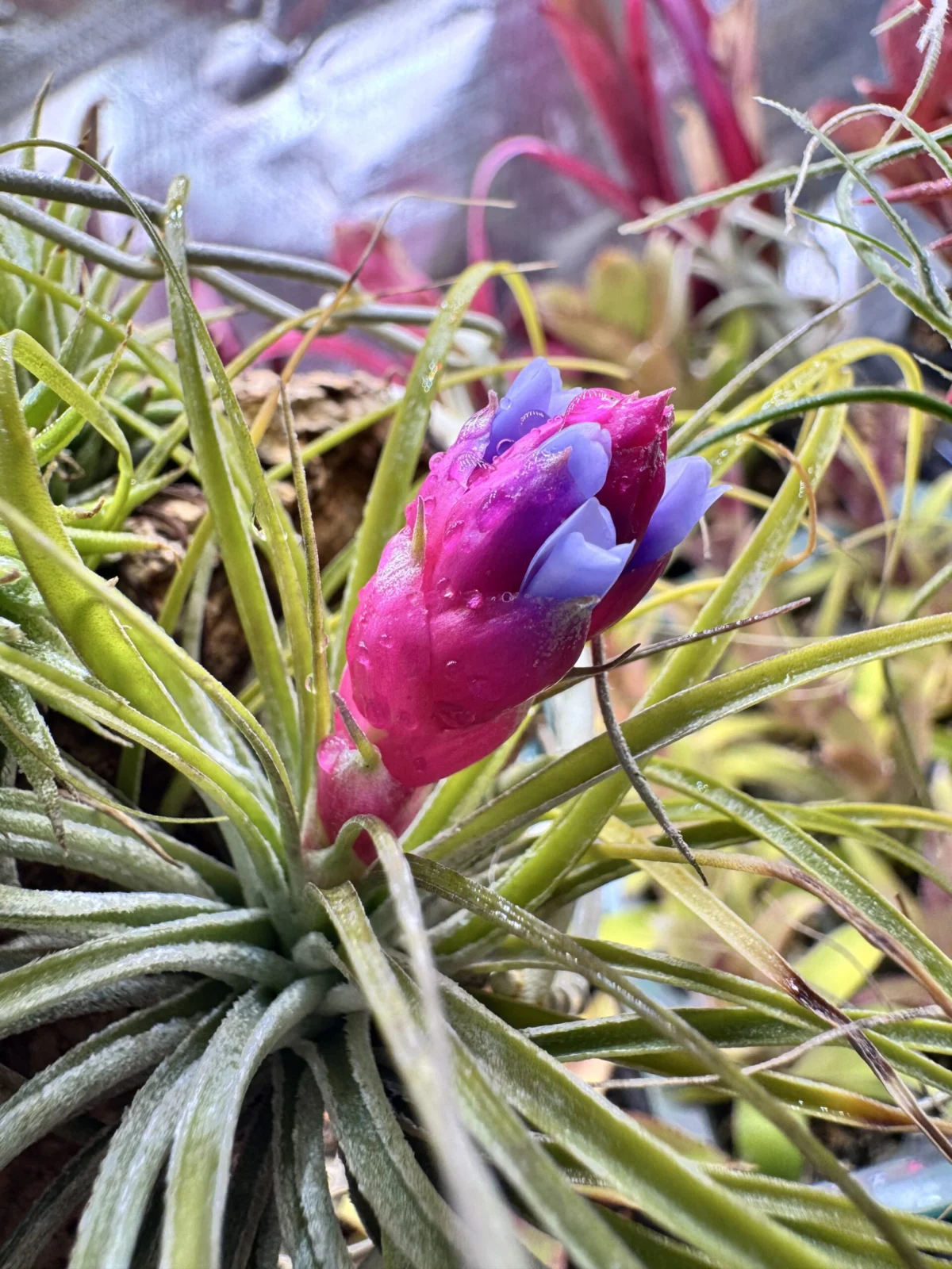 ティランジア　ストリクタ　リコ ？　花