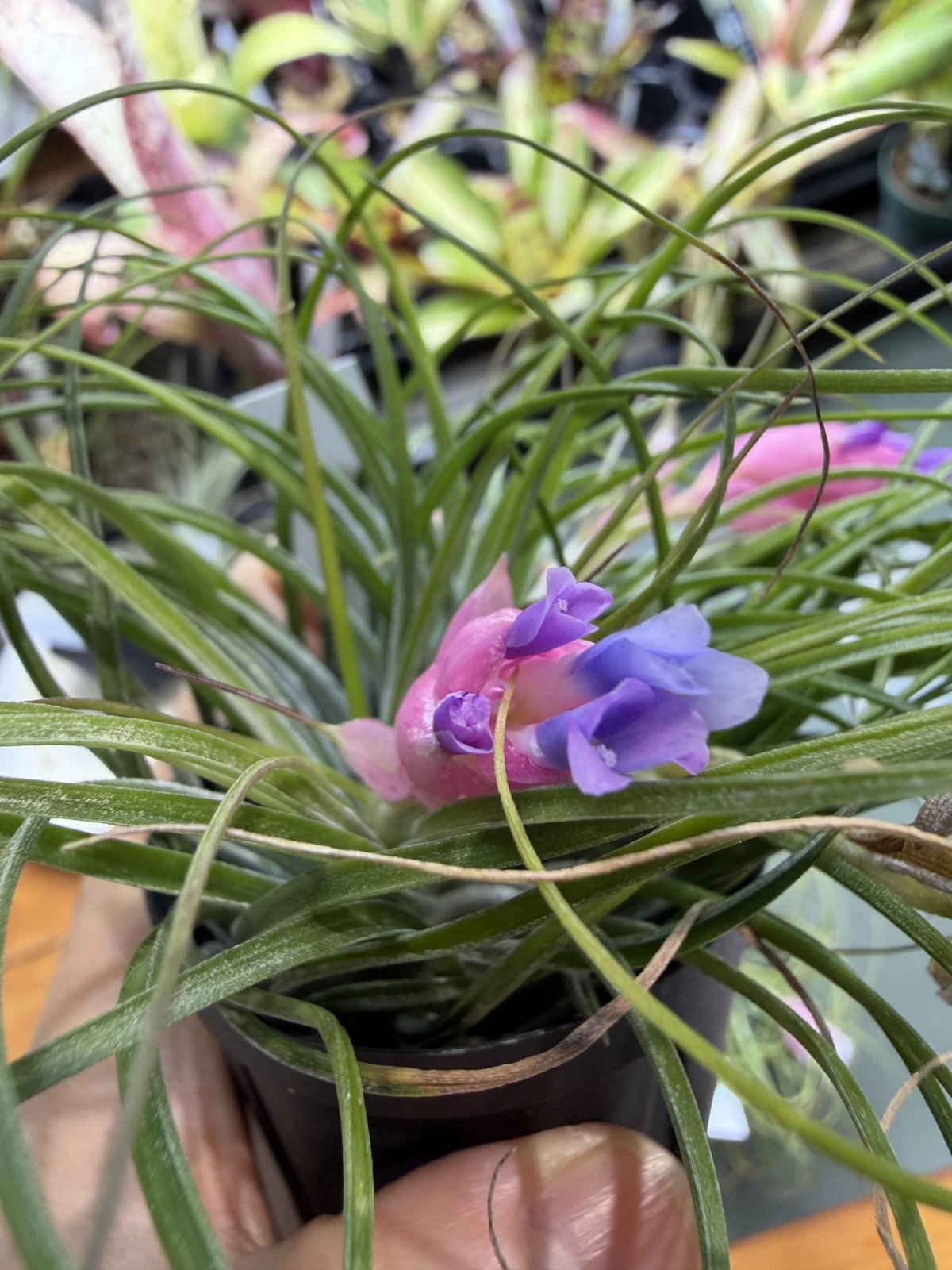 ティランジア　リコ