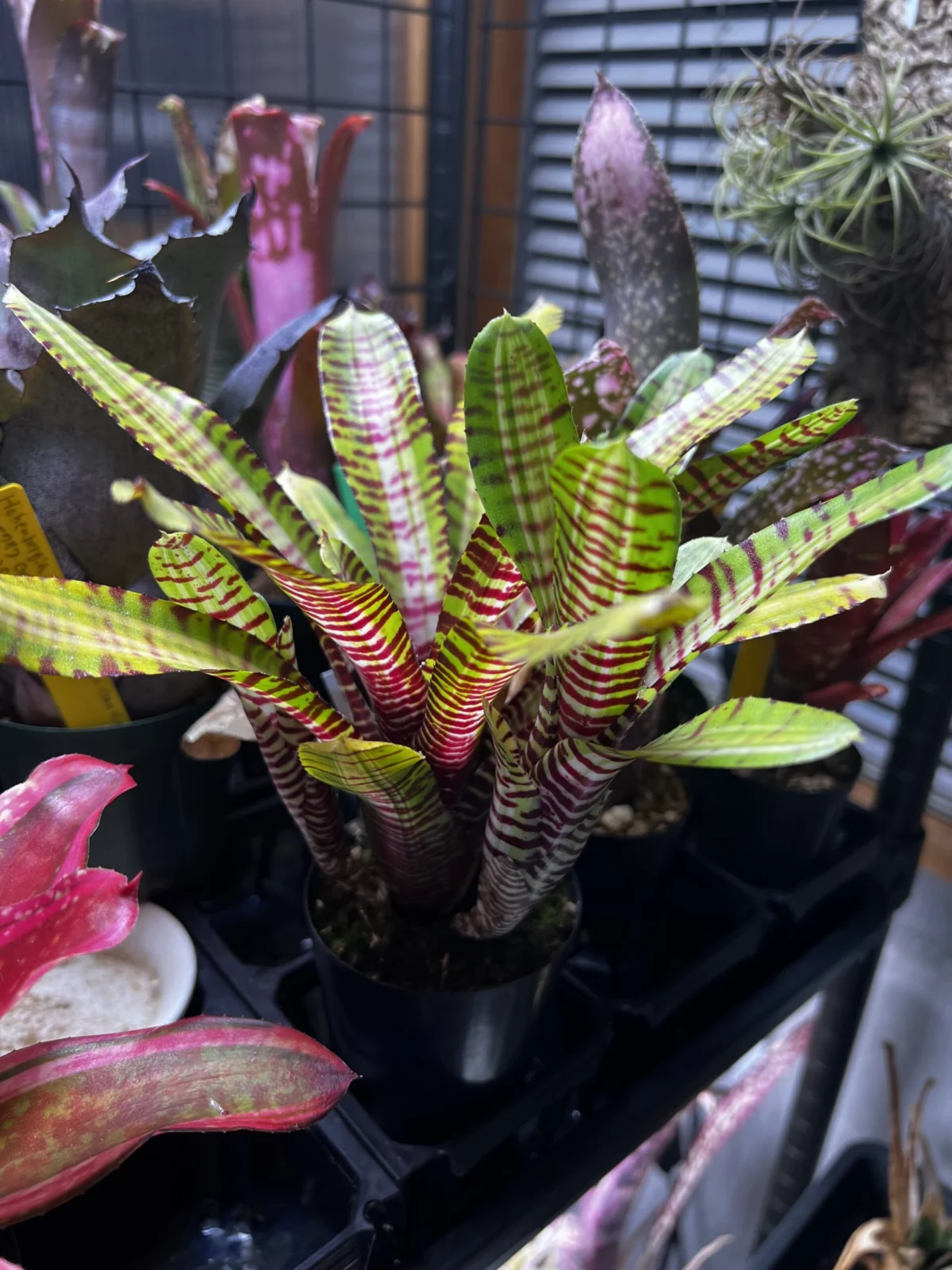 ネオレゲリア　ペーパータイガー