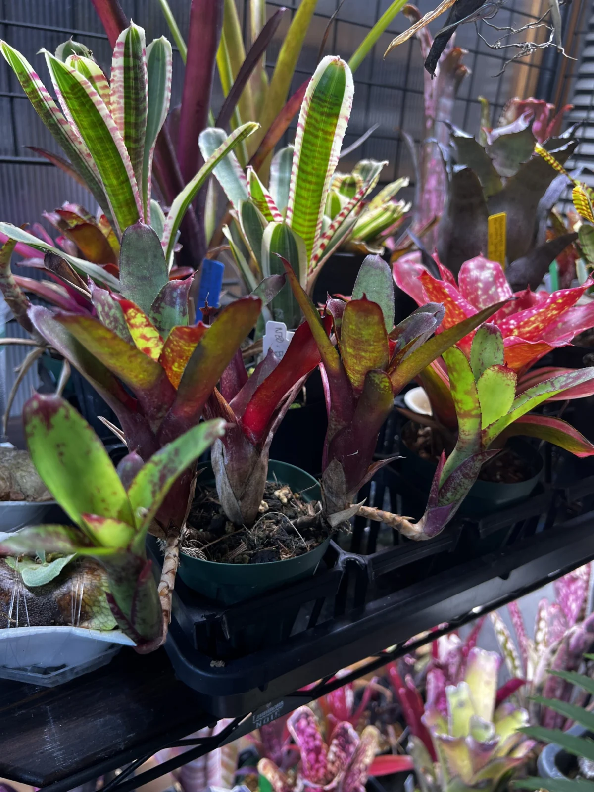 ネオレゲリア　リリープー