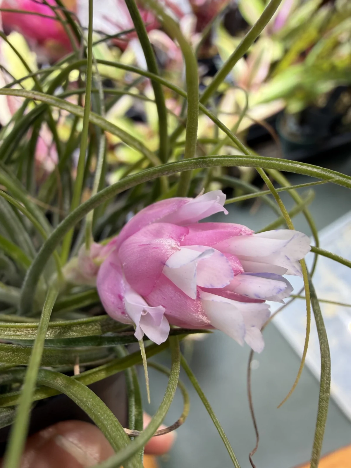 ティランジア　マナ