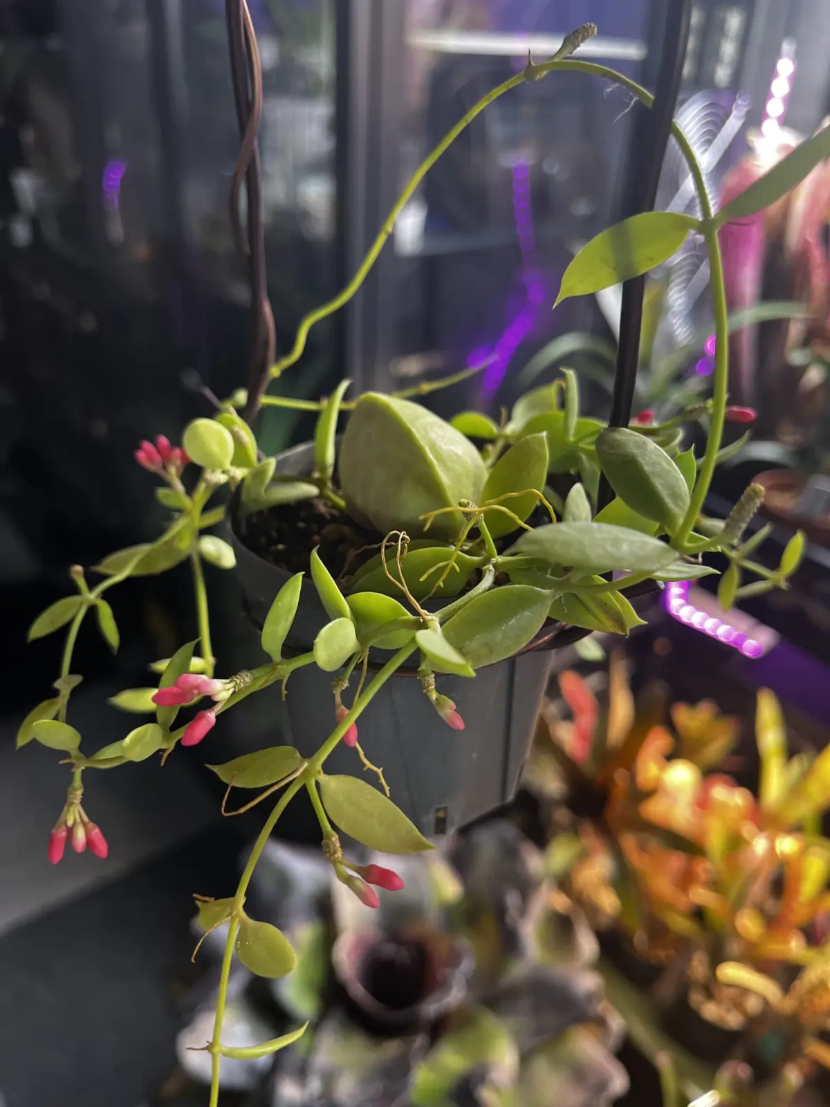 ディスキデイア　カンガルーポケット