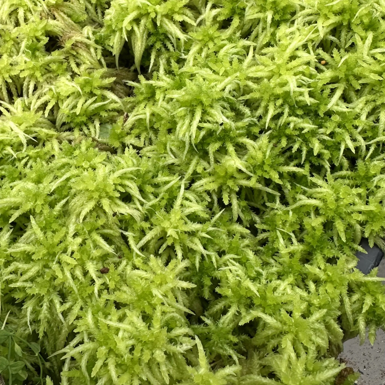 水苔