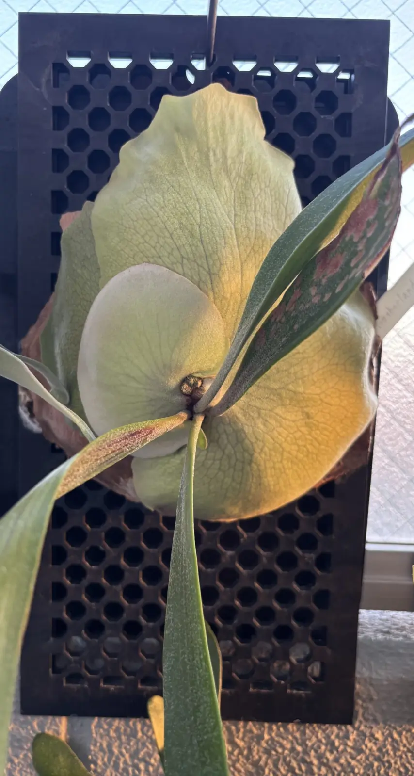 ビカクシダ　ネザーランド