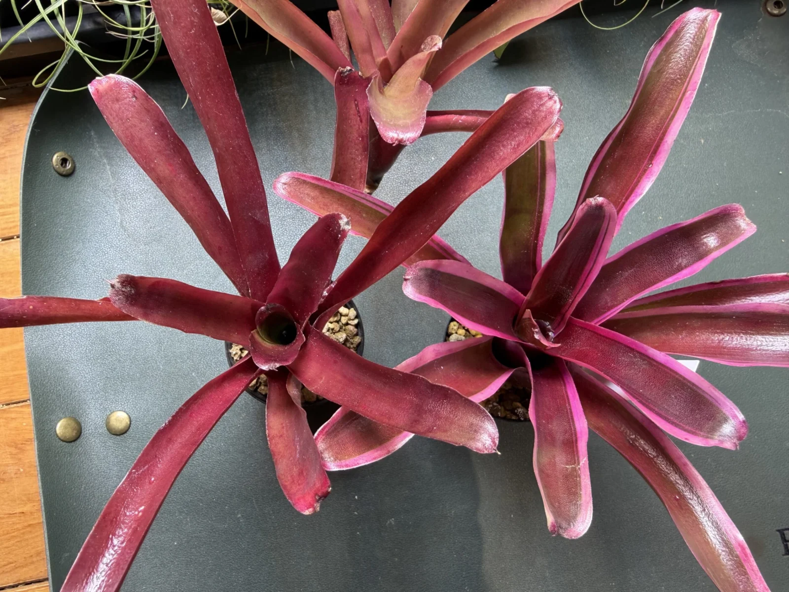 ネオレゲリア ファイヤーボール