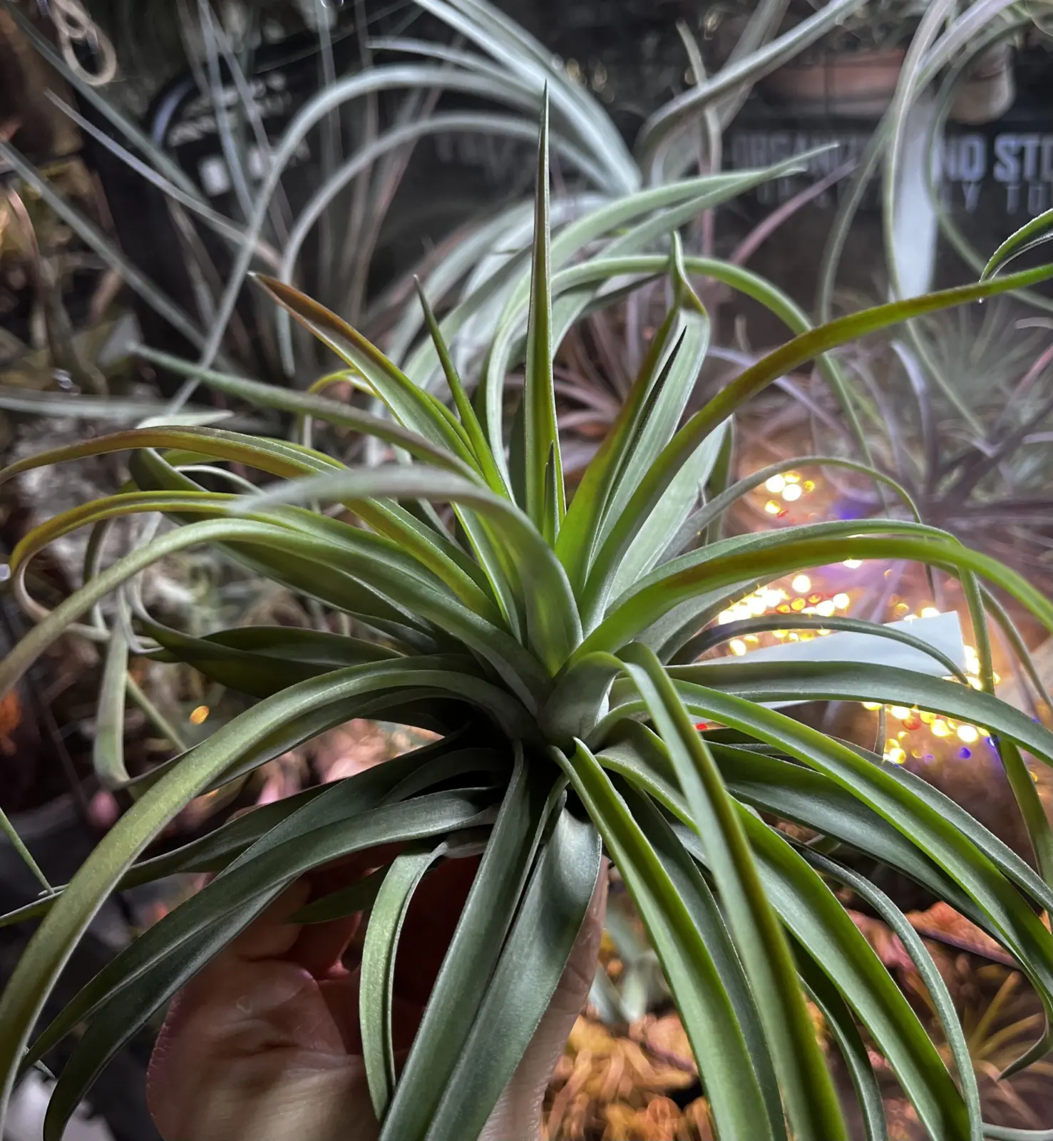 ティランジア　ベルティナ