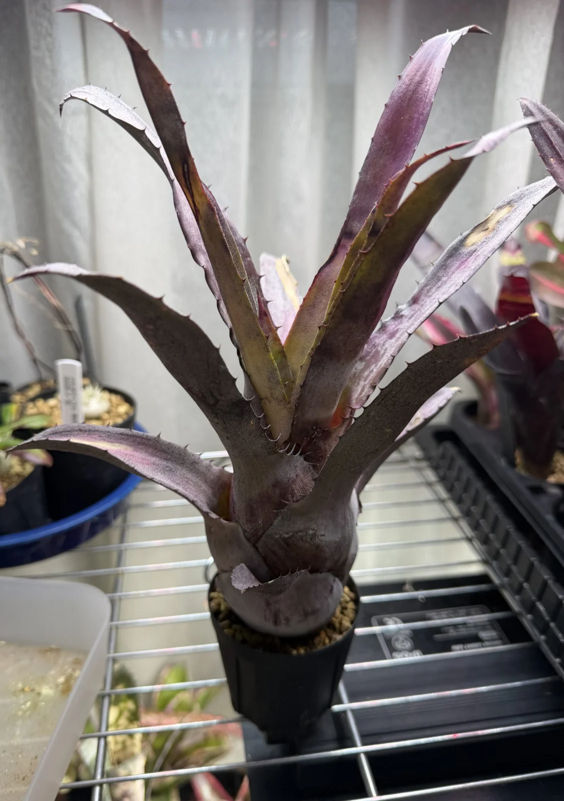 ホヘンベルギア　ナンバー19