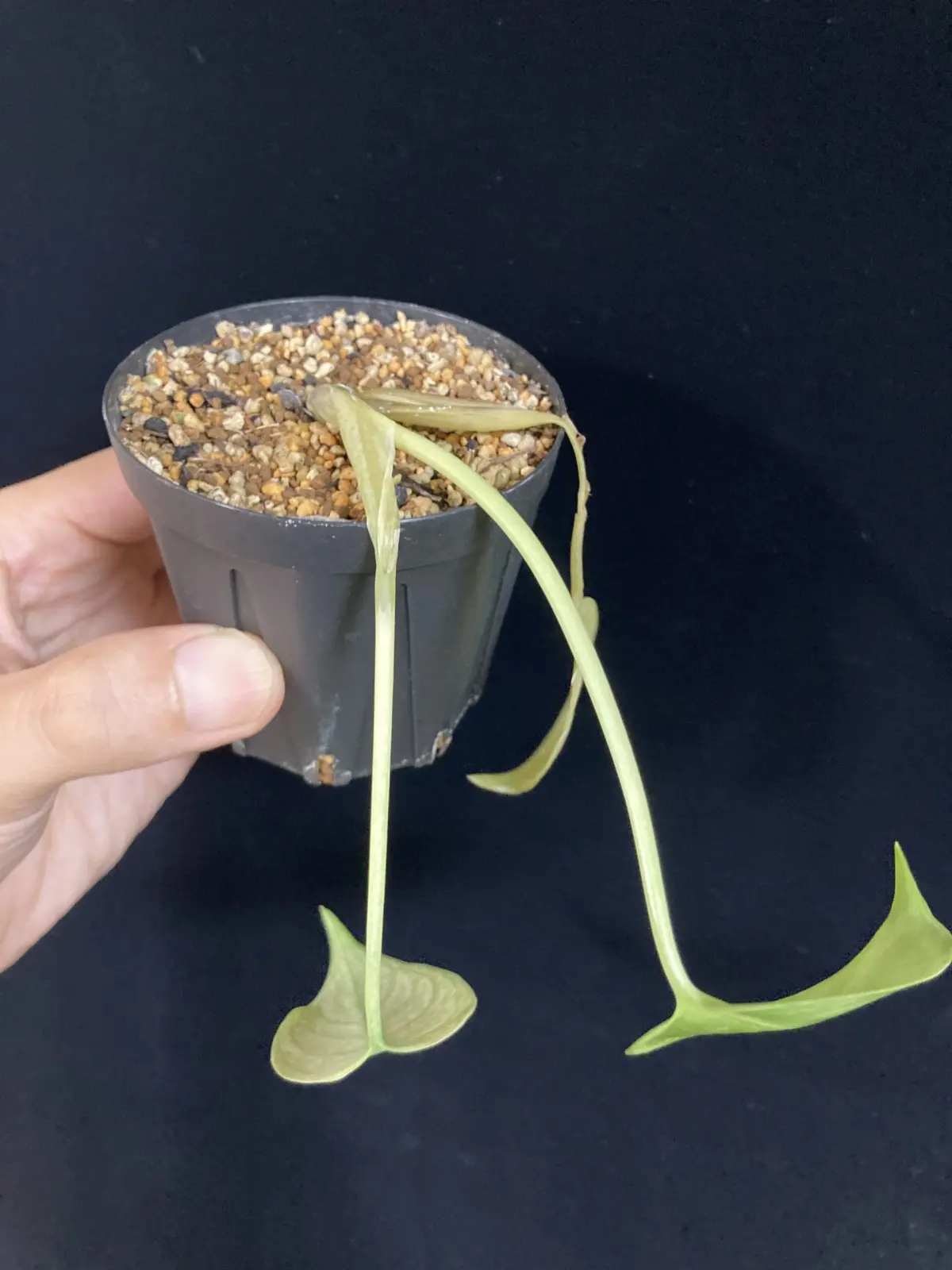 モンステラ　ホワイトモンスター　天津蘭