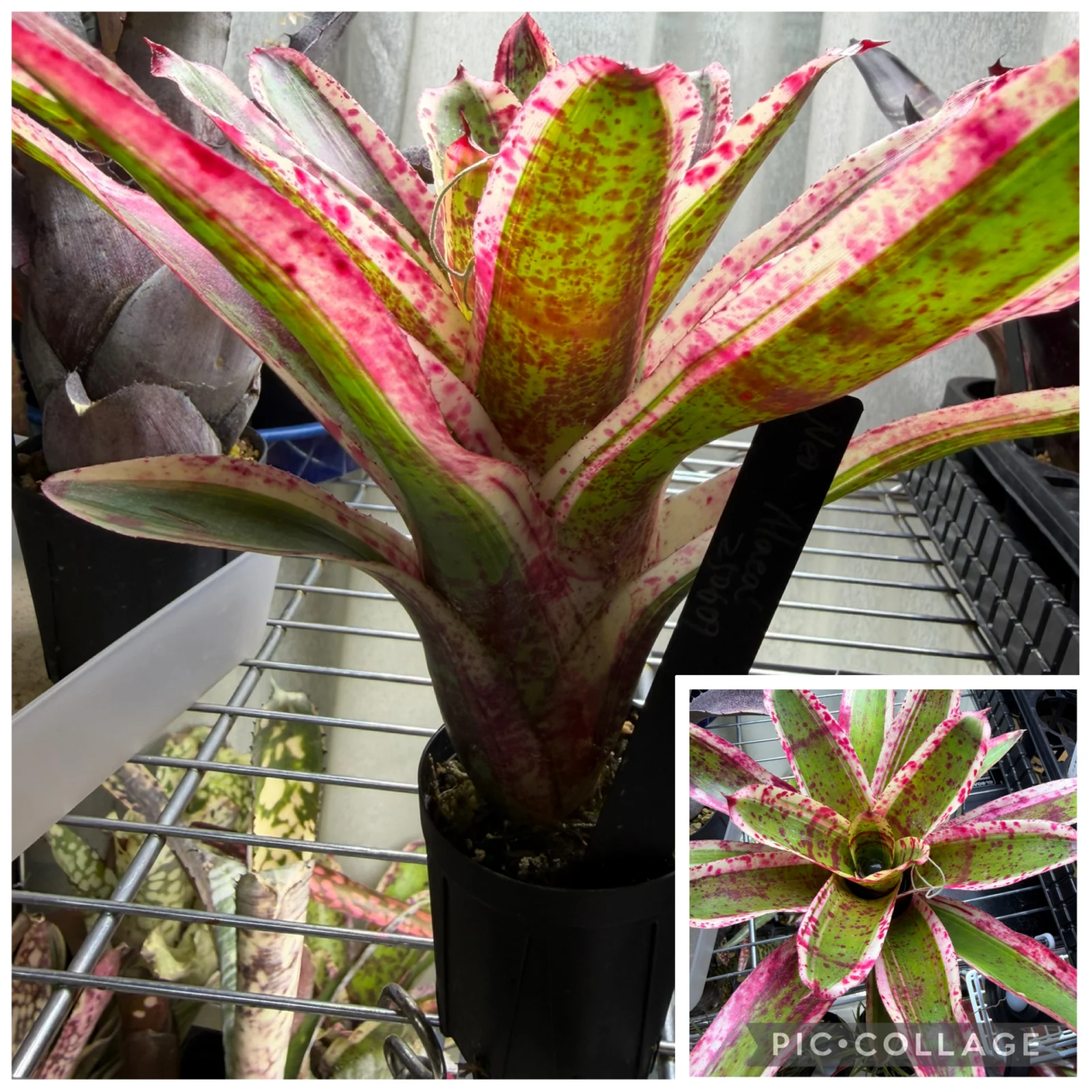 ネオレゲリア　アラエア