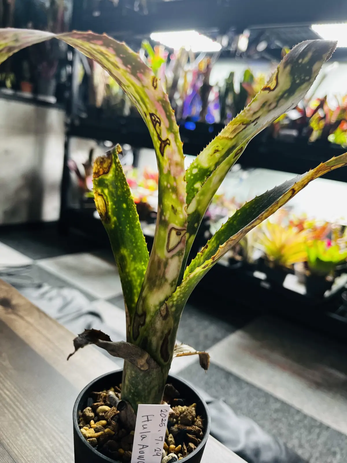 ビルベルギア フラアウワナ