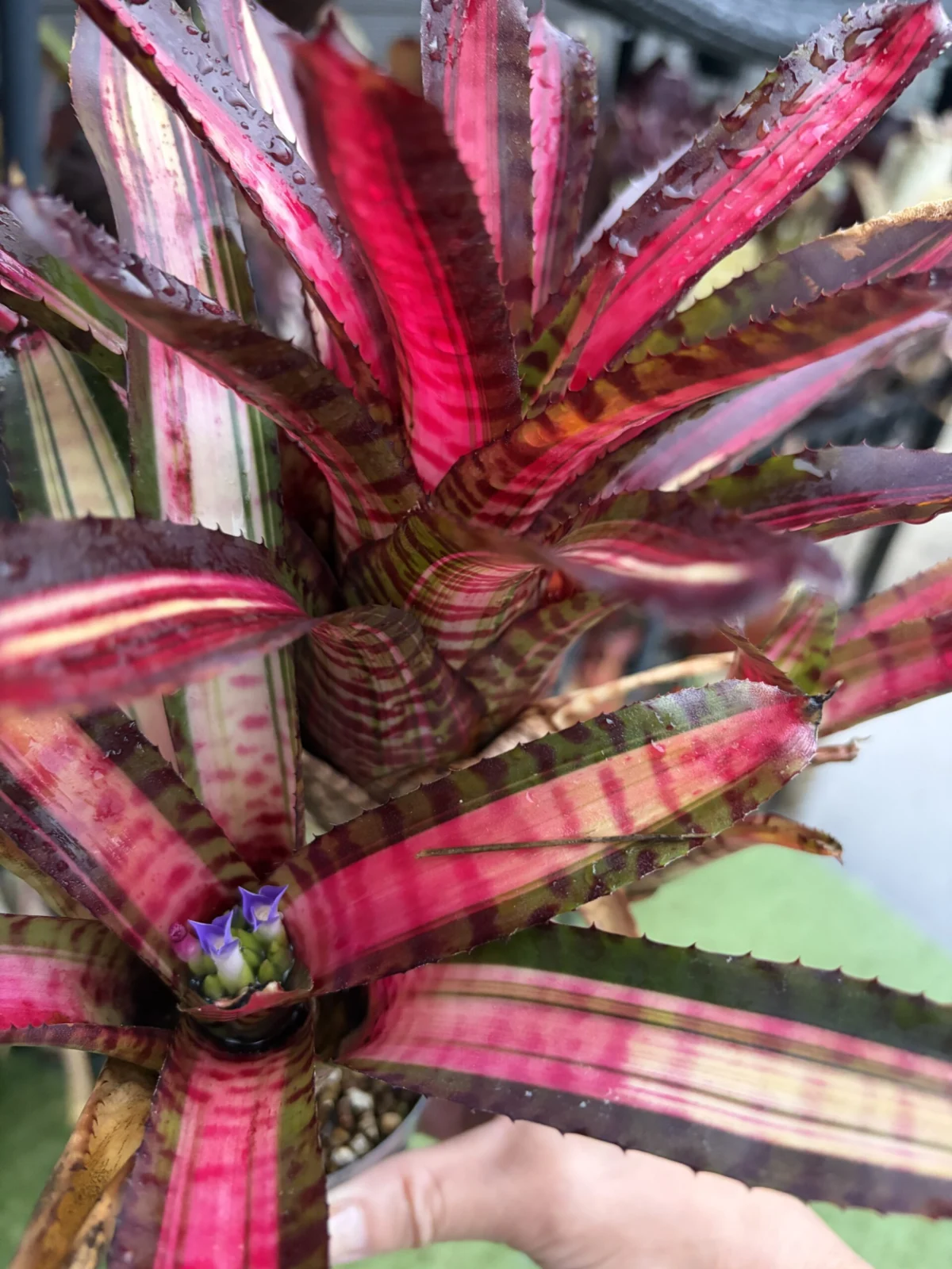 ネオレゲリア　ボールドゼブラ　花