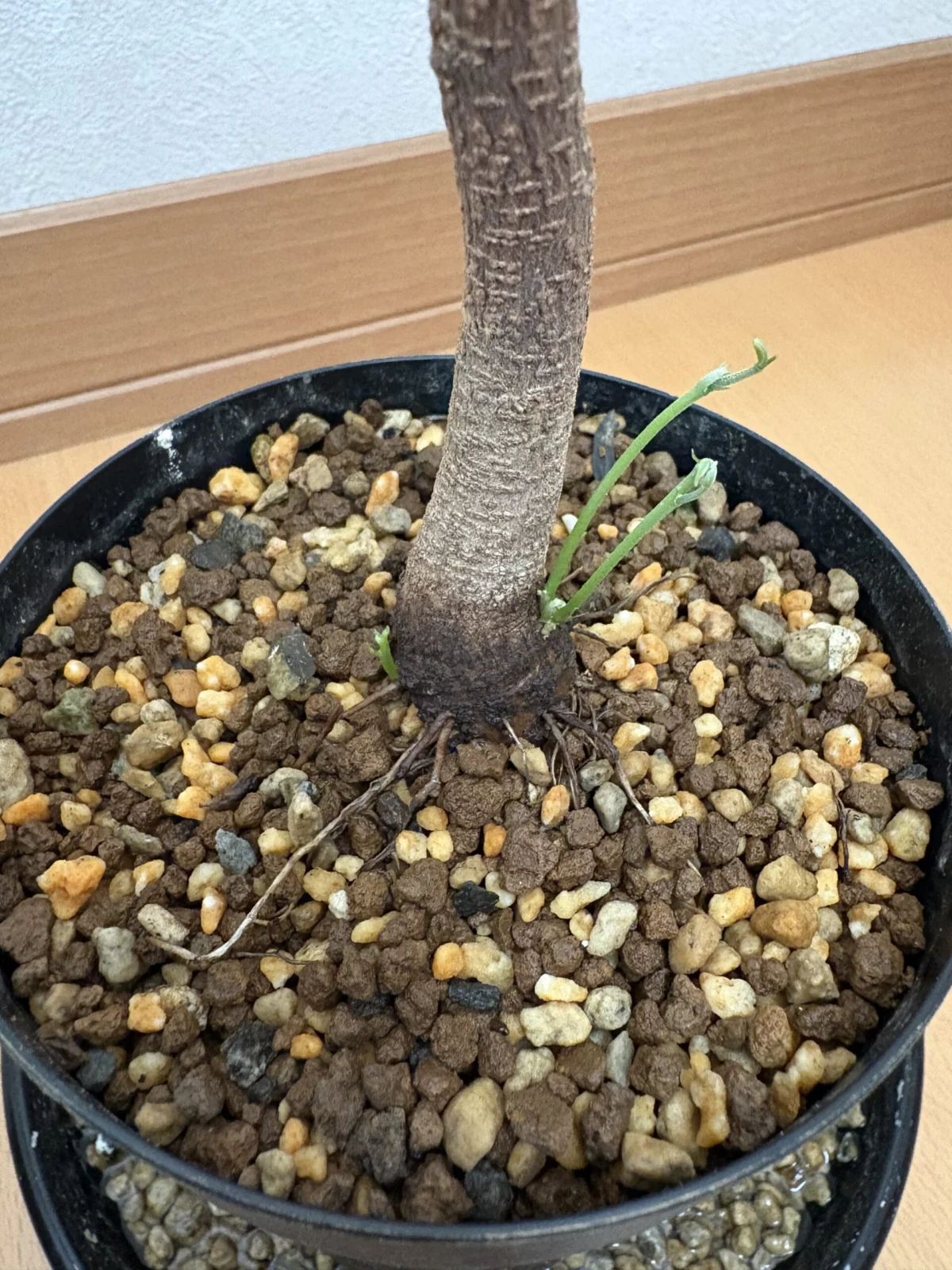 エバーフレッシュ