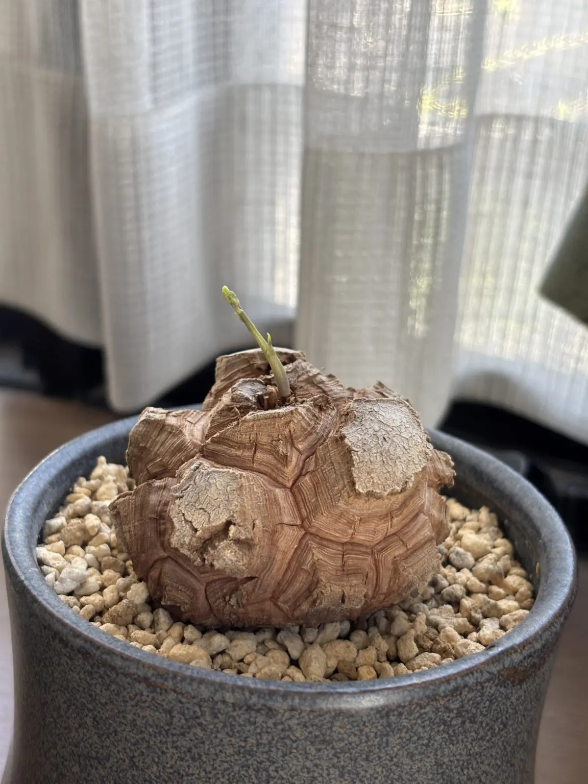 ディオスコレア　エレファンティペス　【亀甲竜】