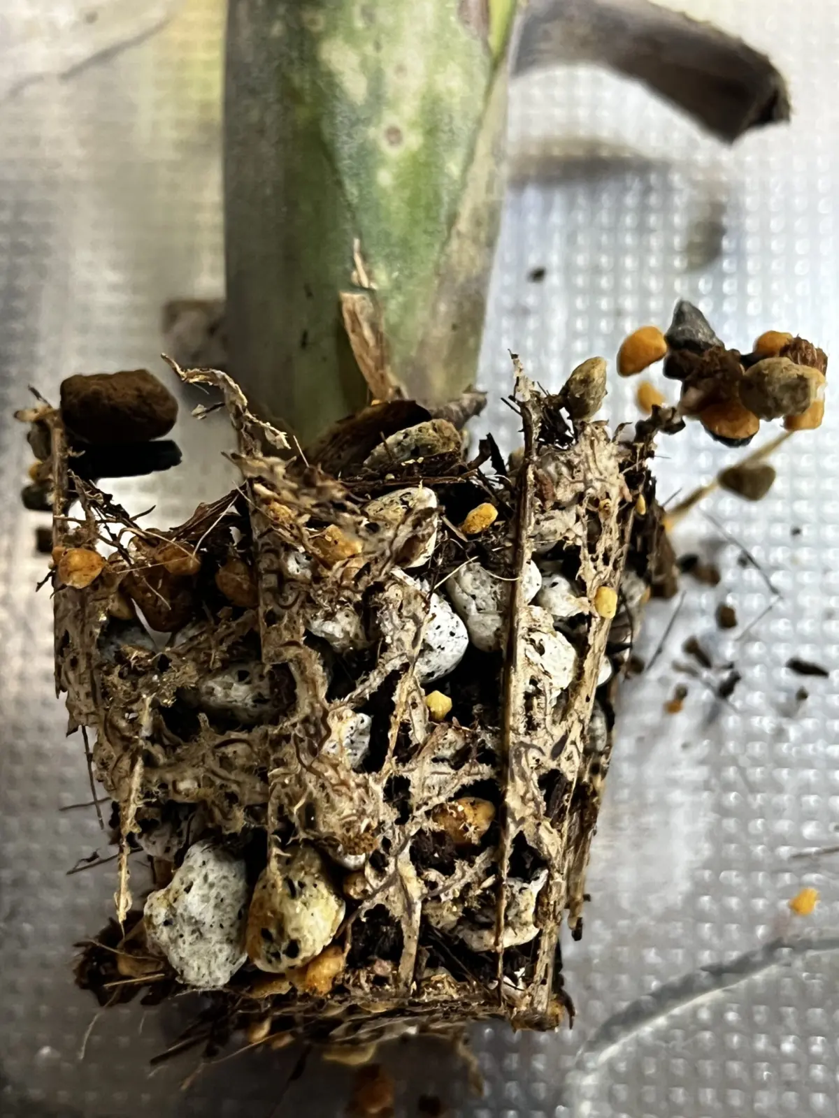 ビルベルギア フラアウワナ 根っこ