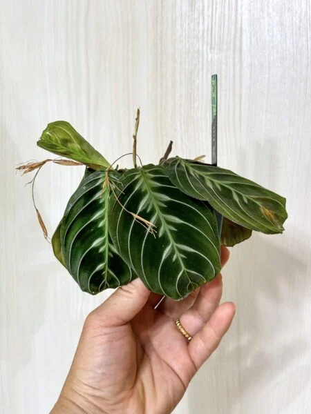 マランタ No ID