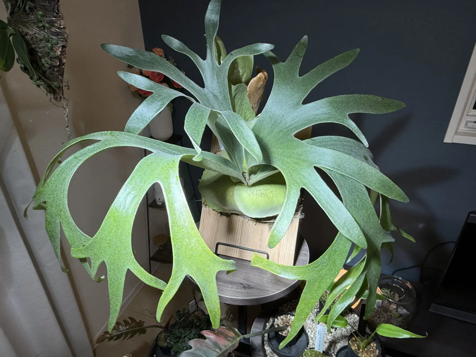 ビカクシダ 札落ち