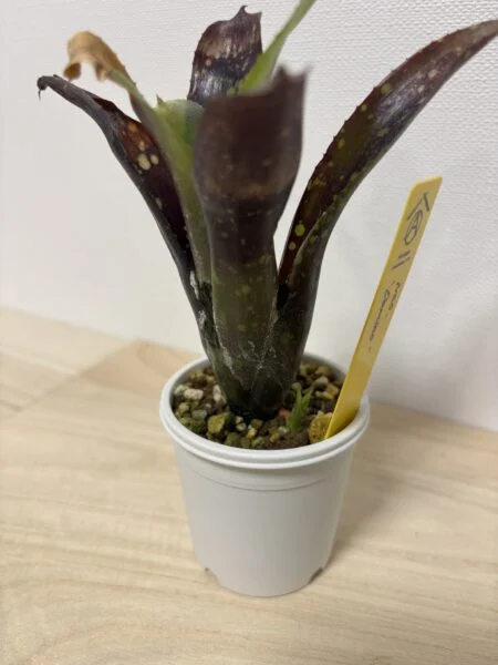 ネオレゲリア ドミノ