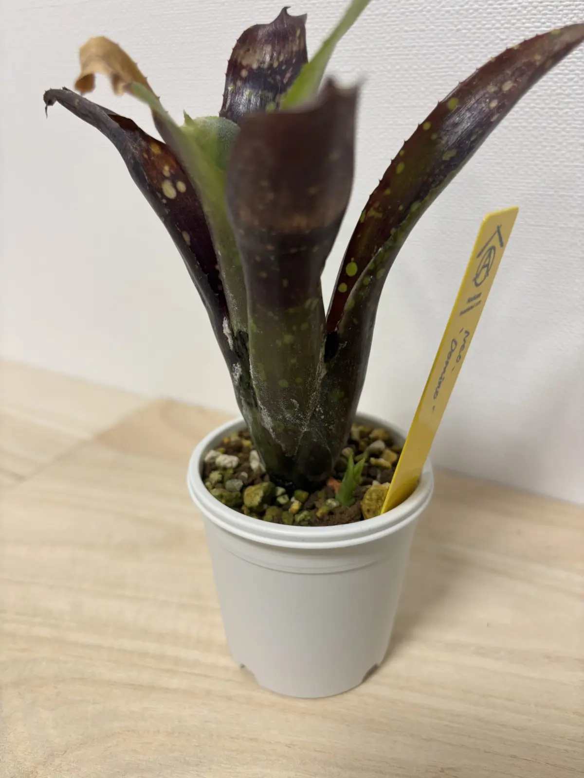 ネオレゲリア　ドミノ