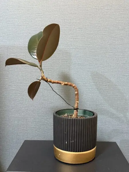 フィカス バーガンディ 盆栽