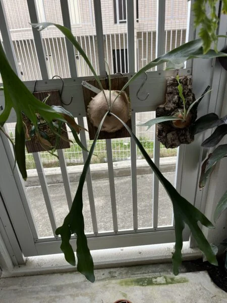 ビカクシダ　札落ち