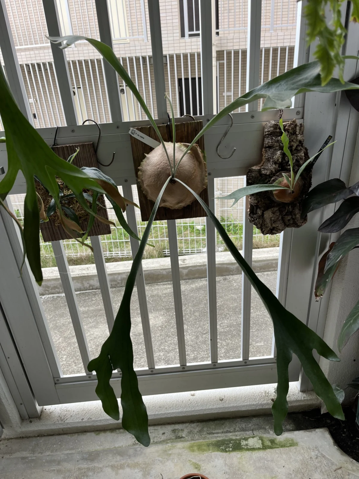ビカクシダ 札落ち