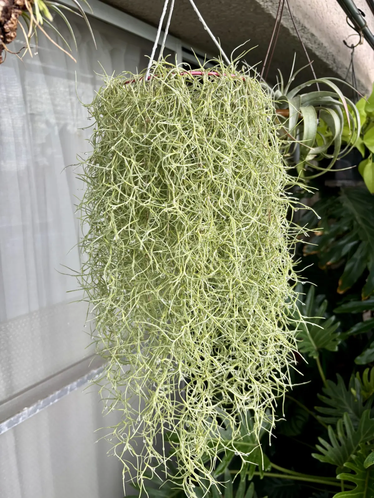 チランジア/ウスネオイデス