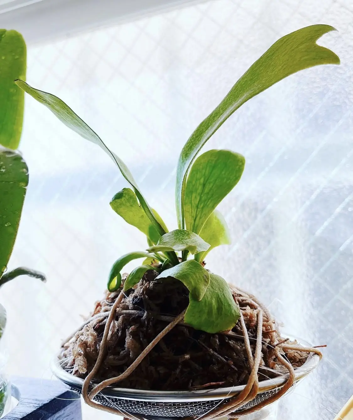 ① ビカクシダ　ネザーランド　ホムセン