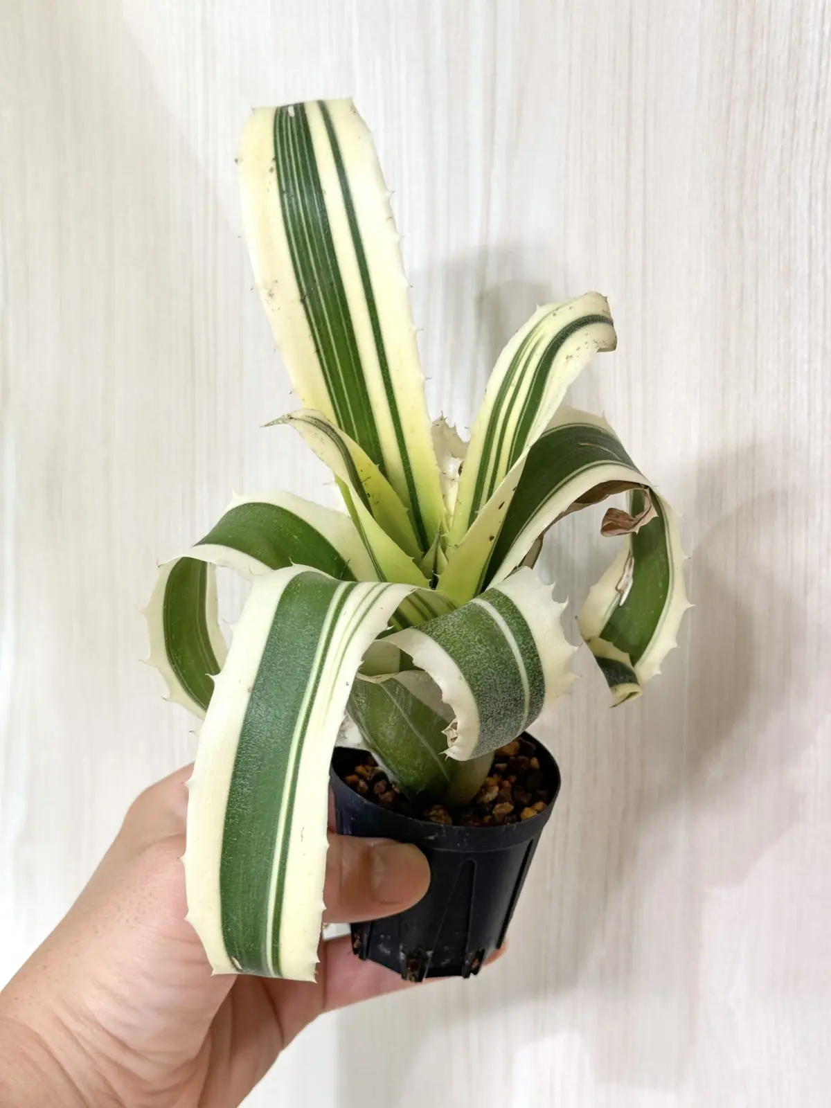 ホヘンベルギア　カーラ