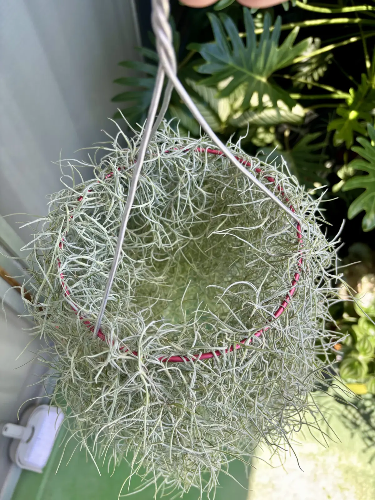 チランジア/ウスネオイデス