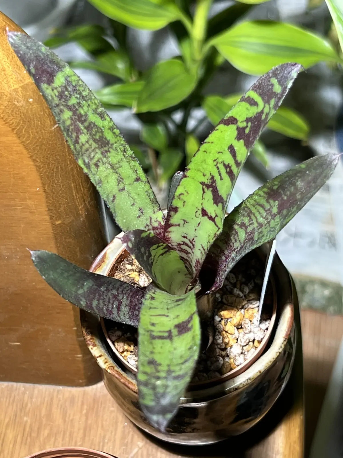 ネオレゲリア・ドゥードゥル・バグ