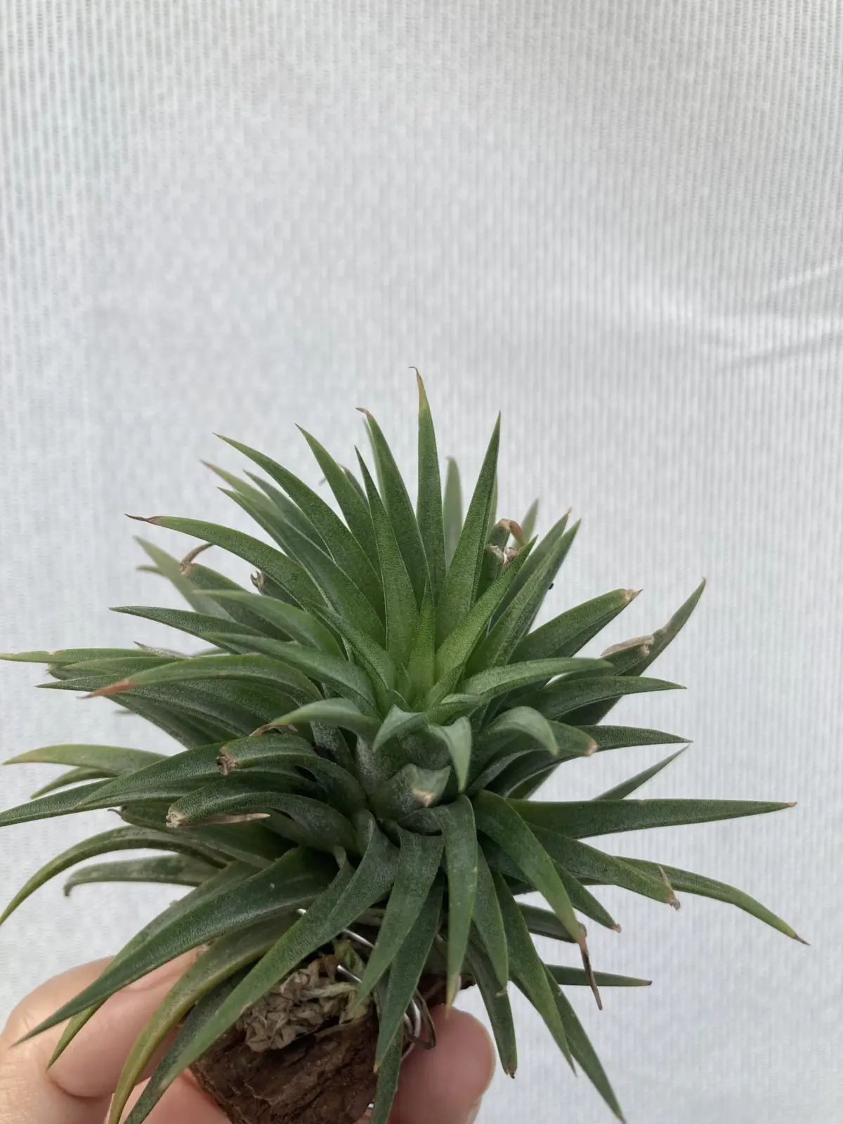 ティランジア 札落ち