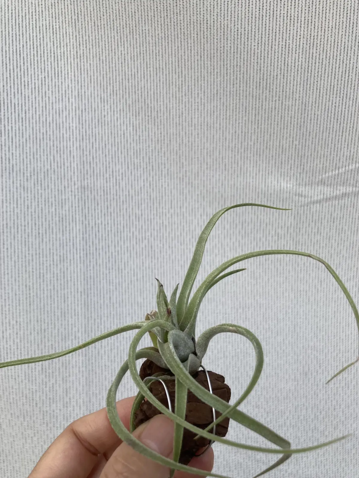 ティランジア 札落ち