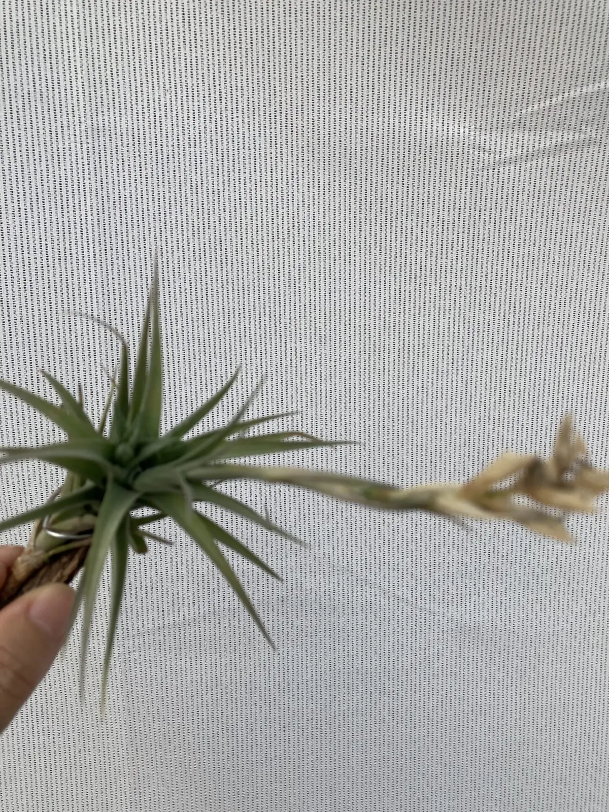 ティランジア 札落ち 花後