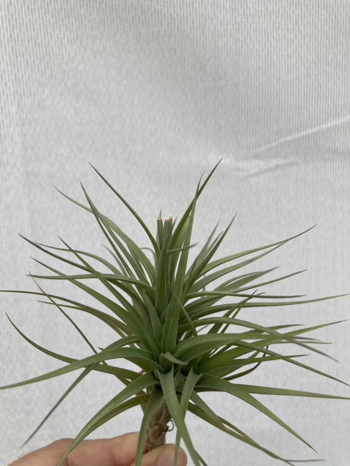 ティランジア 札落ち