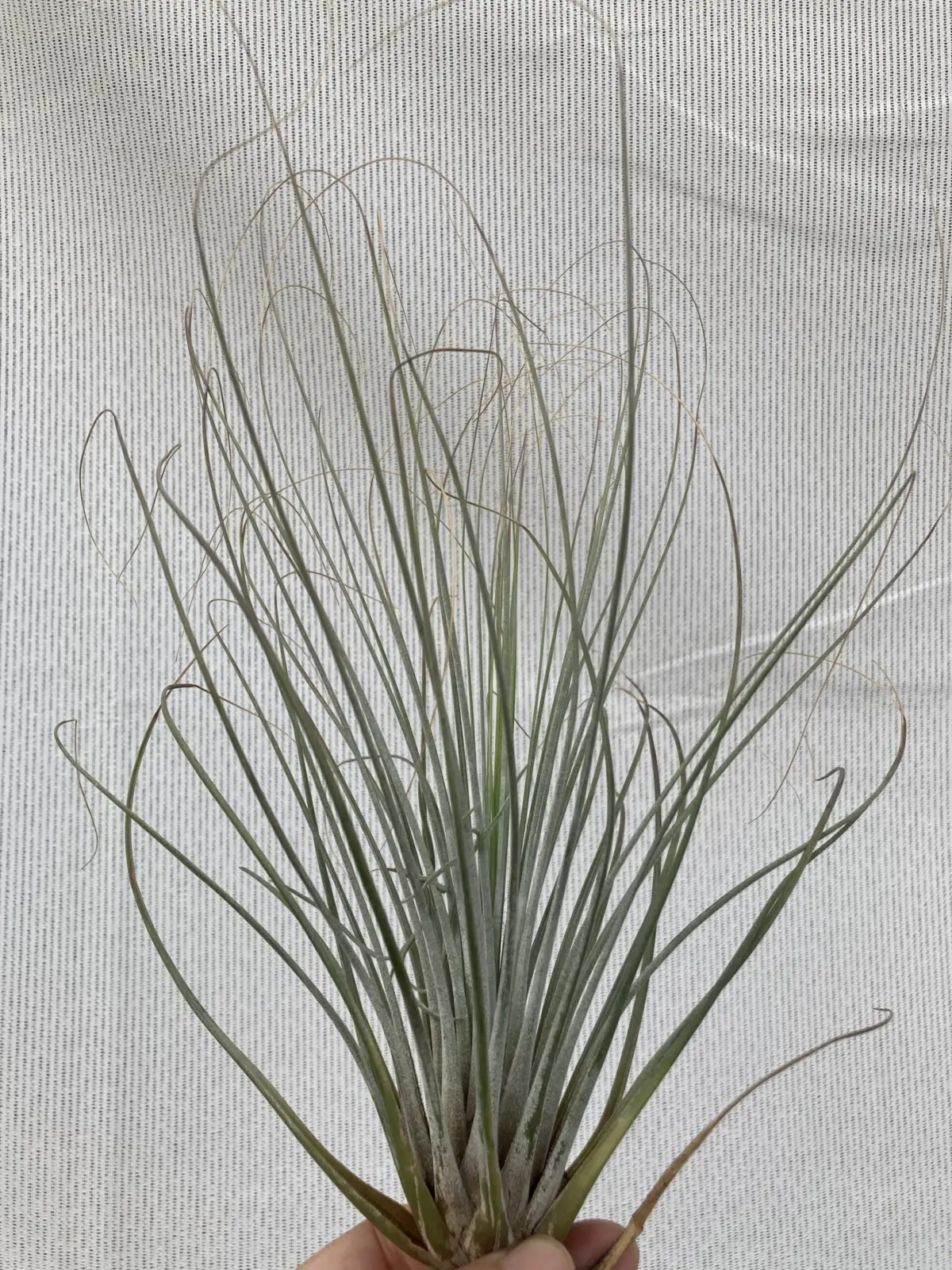 ティランジア 札落ち