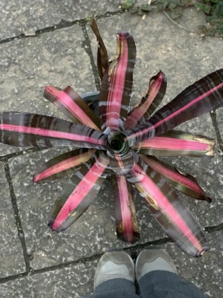 エクメア ロベルトメネスカル ガチャ開き
