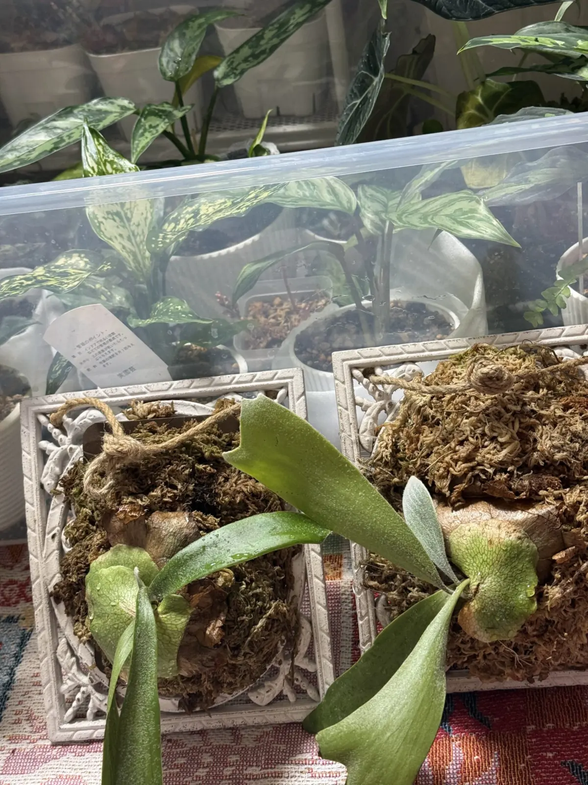 ビカクシダ ネザーランド